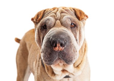 Shar Pei doğurmak köpek kırışık deri ile