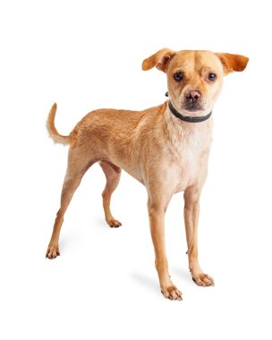 Chihuahua karışık doğurmak köpek