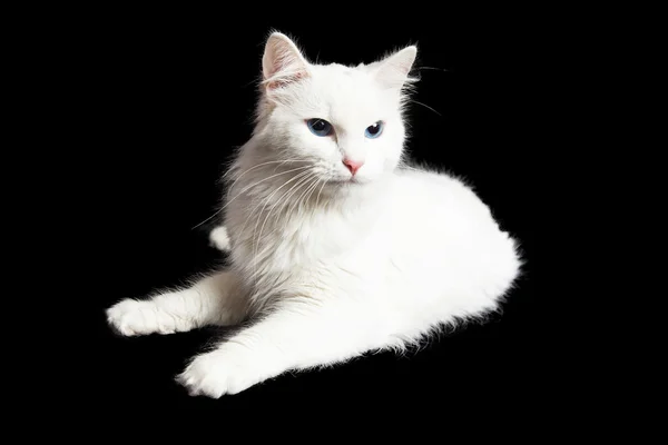 Witte binnenlandse korthaar kat — Stockfoto