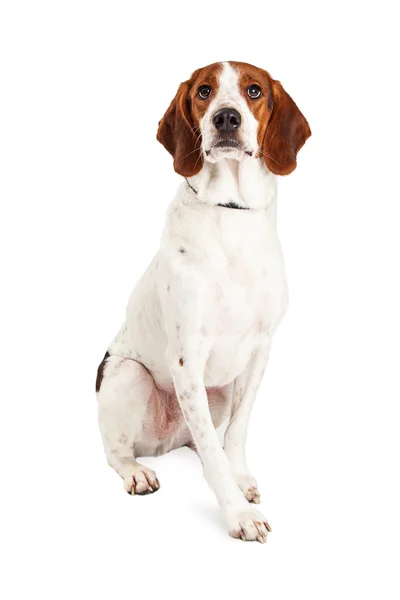 Basset-Hund und Beagle-Mischlingshund — Stockfoto