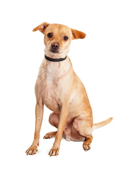 Chihuahua mixed breed rescue dog — Stock Photo, Image