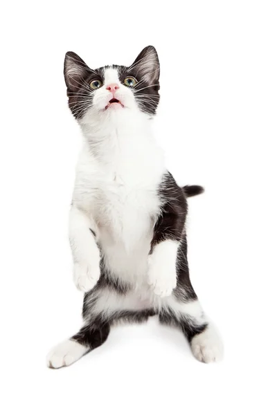 Gatito sentado y mirando hacia arriba —  Fotos de Stock