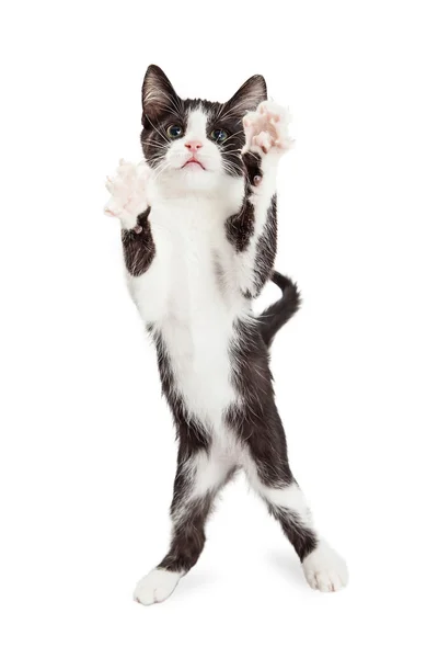 Kätzchen steht auf Hinterbeinen — Stockfoto