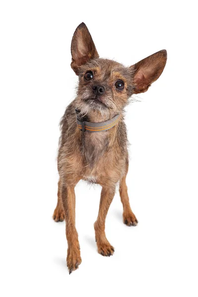 Chihuahua azman köpek — Stok fotoğraf