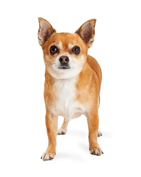 Chihuahua cão de raça mista — Fotografia de Stock