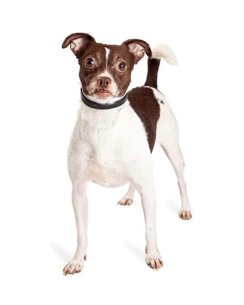 Mały Terier psa rasy mieszanej — Zdjęcie stockowe