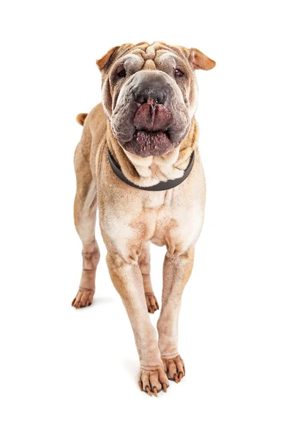 Shar Pei rasen hund med rynkig hud — Stockfoto