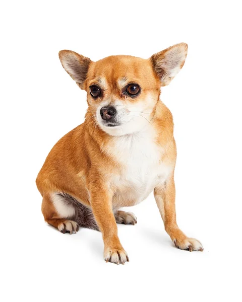 Chihuahua blandras hund — Stockfoto