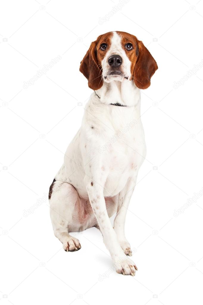 Basset Hound and Beagle mixed breed dog