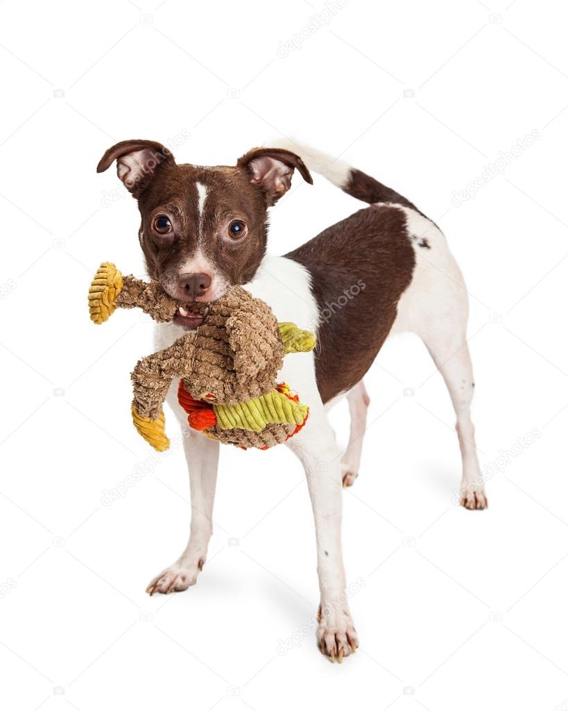 Chien Petit Terrier Avec Peluche Photographie