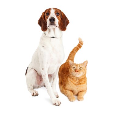 Beagle köpek ve turuncu tekir kedi