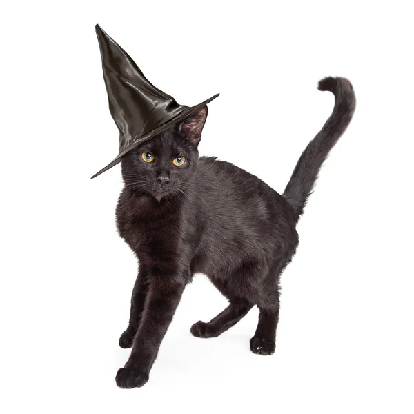 Gato preto usando chapéu de bruxa de Halloween — Fotografia de Stock