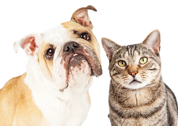 Bulldog inglés y gato tabby — Foto de Stock