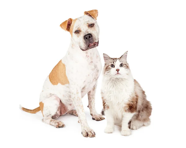 Grop tjurhund och katt — Stockfoto