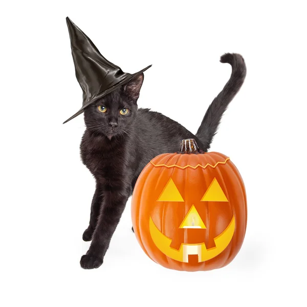 Gato em chapéu de bruxa e abóbora de Halloween — Fotografia de Stock