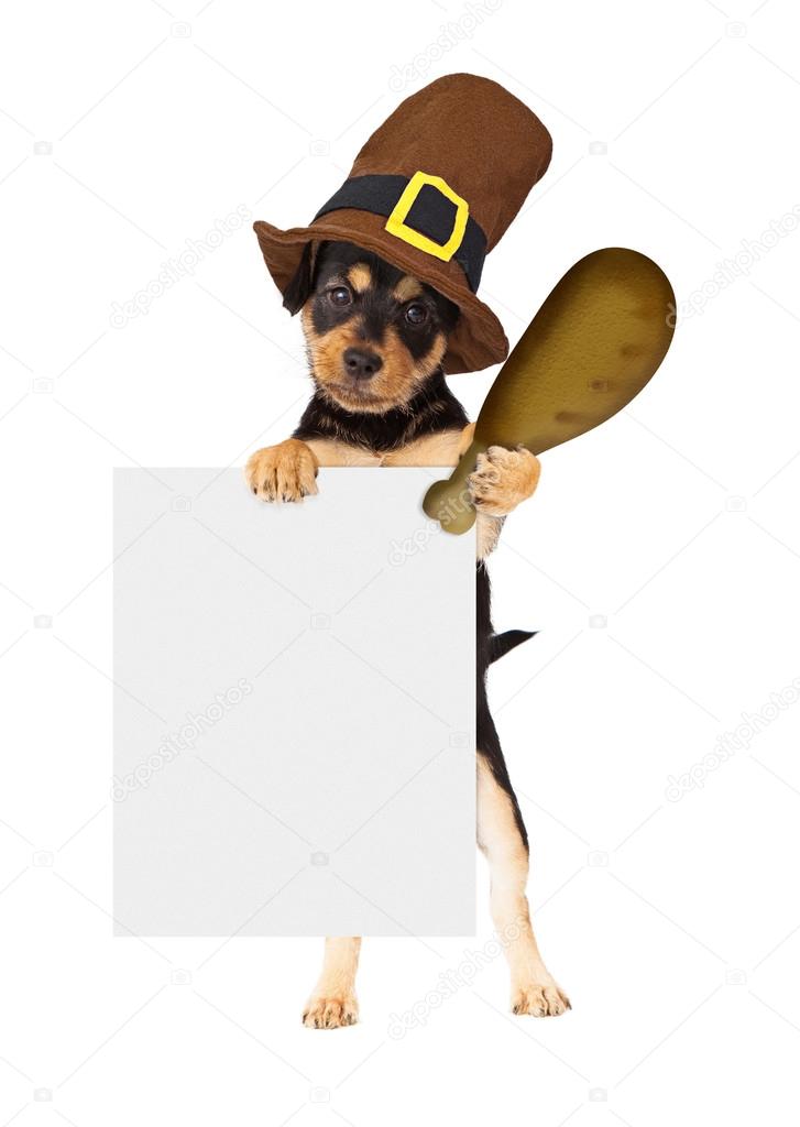 Dog wearing Thanksgiving pilgrim hat