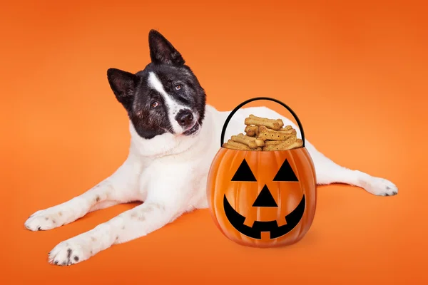 Akita hund och jack-o-lantern pumpa — Stockfoto