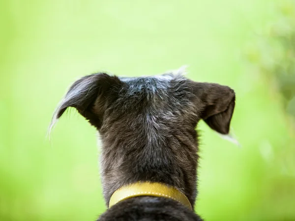 Hund schaut in grünen Hof — Stockfoto