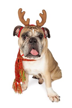 Noel Ren geyiği boynuzları giyiyor bulldog