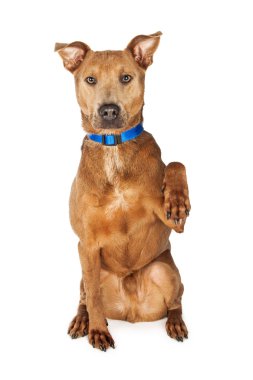 köpek oturan ve onun pençe gidiyor
