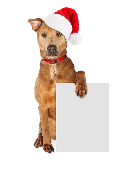 Christmas Santa Dog With Blank Sign — Stock Photo, Image