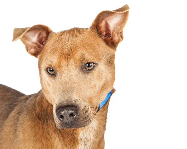 Pastor cruzado perro — Foto de Stock