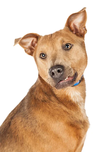 Dog with a funny smirk on face — Stock Photo, Image