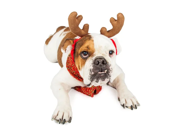 Bulldog wearing reindeer antlers and scarf — Stock Photo, Image