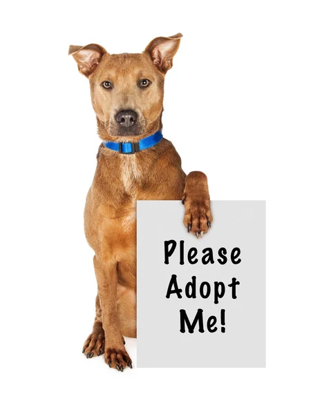 Dog with Please Adopt Me sign — Stock Photo, Image