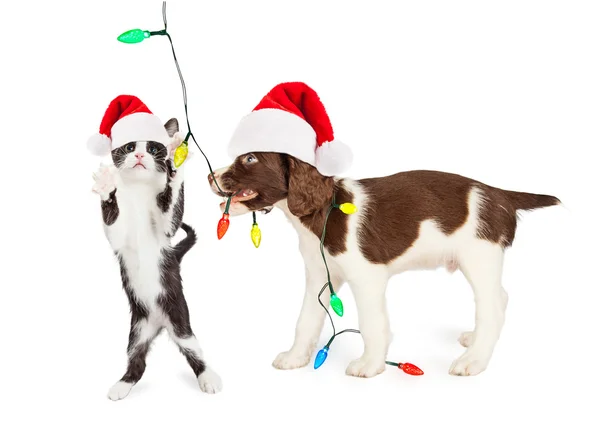 Gatinho e filhote de cachorro brincando com luzes de Natal — Fotografia de Stock