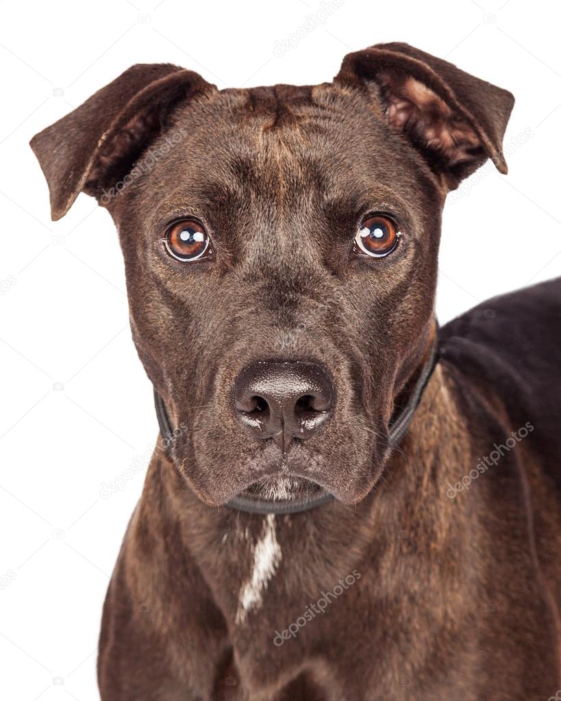 Labrador Retriever  mixed breed dog