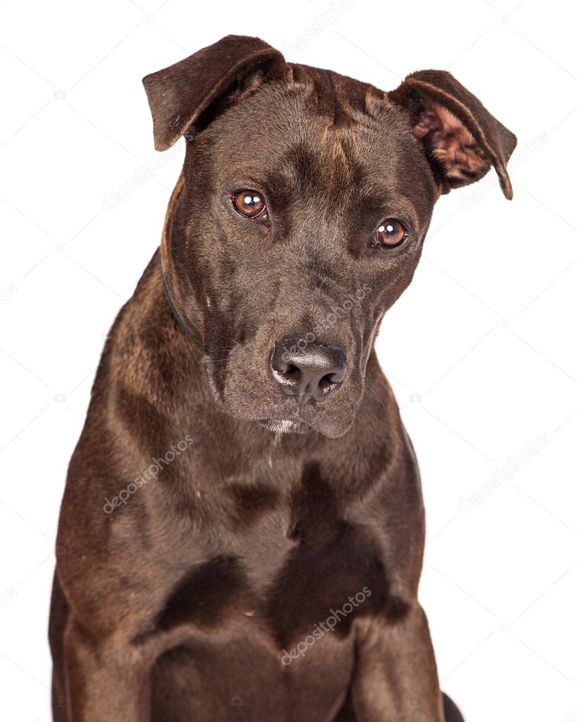 Labrador Retriever  mixed breed dog