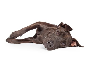 Labrador Pit Bull Dog Laying Over White clipart
