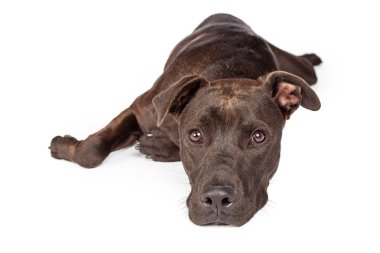 Labrador Pit Bull Dog Laying Over White clipart