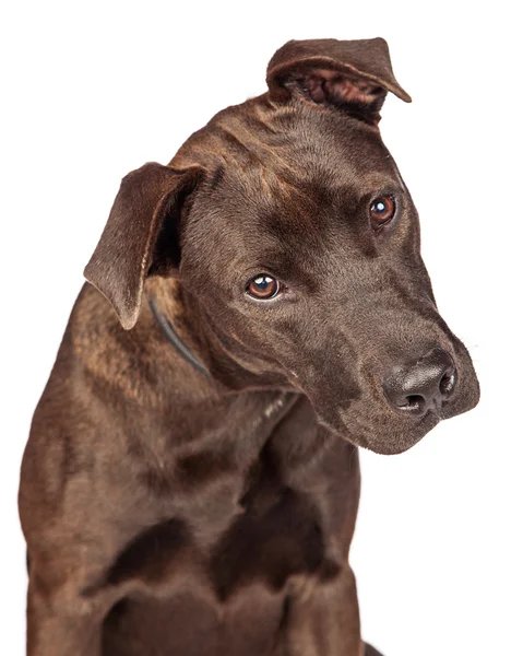 Cabeza inclinable de perro de raza cruzada Labrador — Foto de Stock