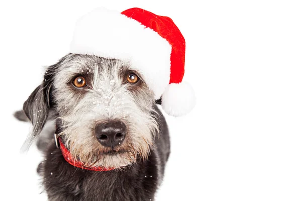 Hund mit Weihnachtsmann-Hut — Stockfoto