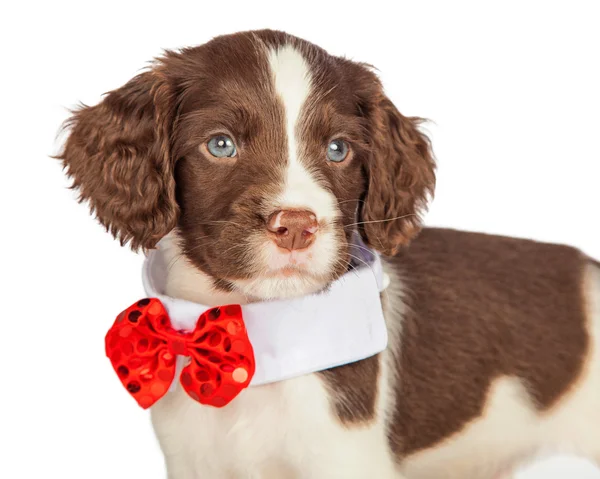 Puppy wearing red bow tie — Stock Photo, Image