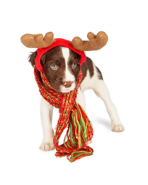 Christmas English Springer Spaniel puppy — Stock Photo, Image