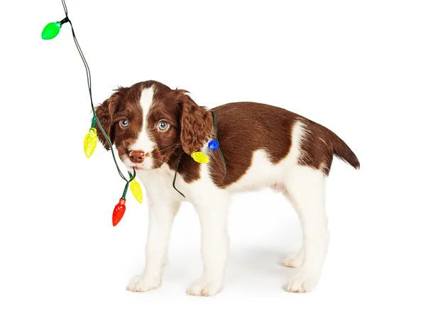 Filhote de cachorro mastigar luzes coloridas de Natal — Fotografia de Stock
