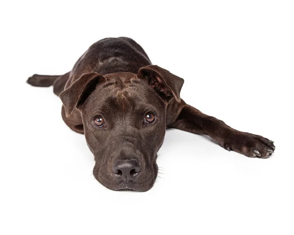 Темно-коричневий змішаний собака породи — стокове фото