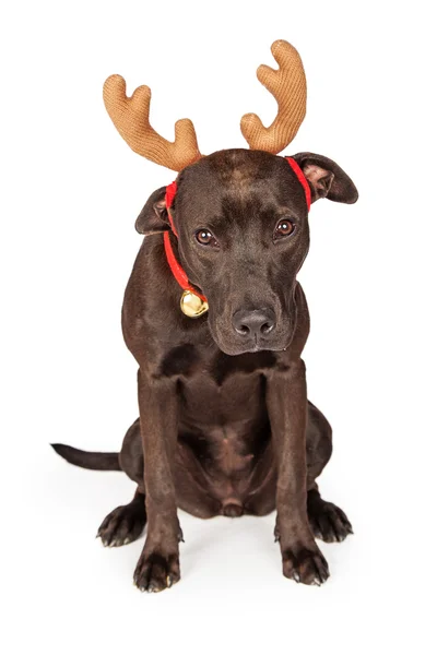 Dog wearing Christmas reindeer antlers — Stock Photo, Image