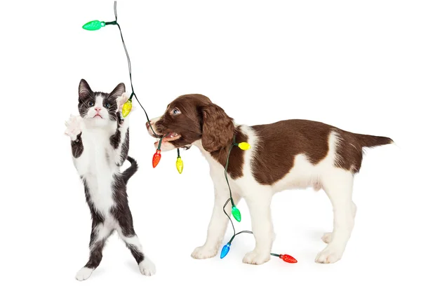 Gatito y cachorro jugando con luces de Navidad — Foto de Stock