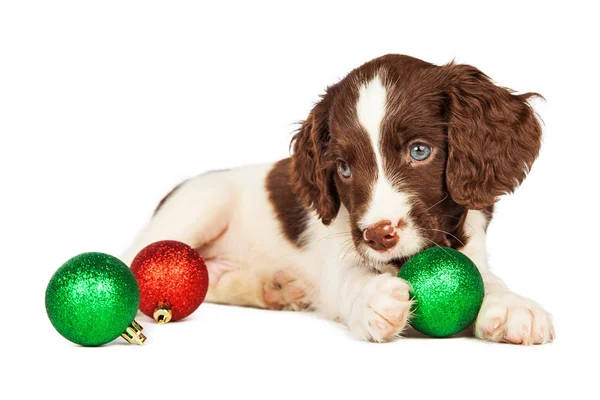 Anglais springer spaniel chiot — Photo