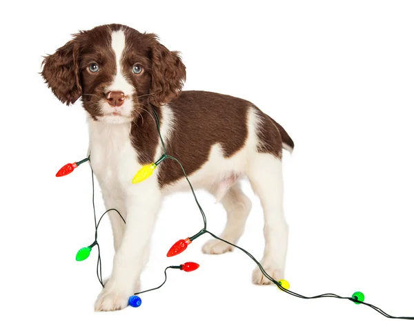 Cachorro com luzes de Natal — Fotografia de Stock