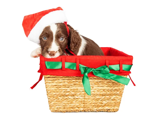 Christmas puppy in a basket — Stock Photo, Image