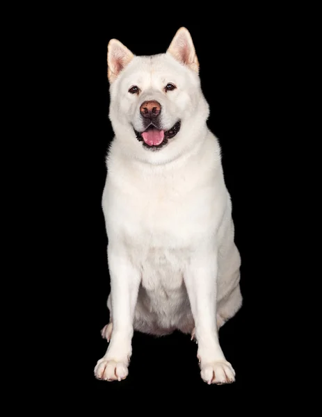 Weißer Akita Hund — Stockfoto