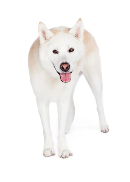 Akita perro de pie — Foto de Stock