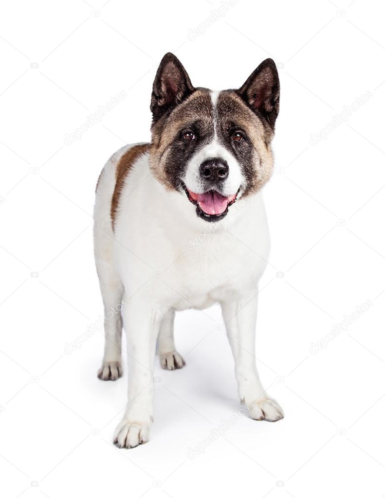 Akita dog standing