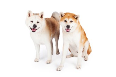 Akita köpekleri portresi