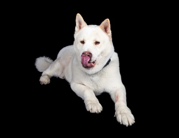 Akita psa lizanie nos — Zdjęcie stockowe